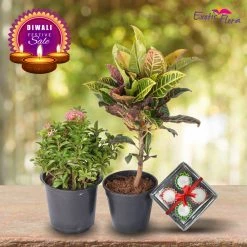 Exotic Flora Diwali Plant Gifts - Ixora Pink Mini & Croton Plant With Clay Diyas