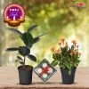Exotic Flora Diwali Plant Gifts - Rubber Plant & Kalanchoe Orange With Clay Diya Diwali Gifting Combo's