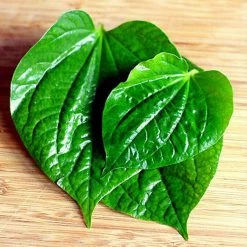 Exoticflora Maghai Paan/Betel Leaf - Medicinal & Aromatic Plants Indoor Plants