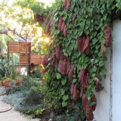Exoticflora Aristolochia/Dutchman's Creeper - Exotic Creeper