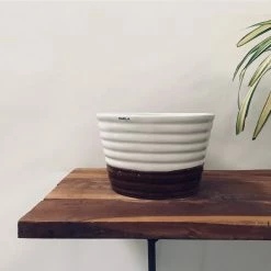 Exotic Flora Love Bite Proto - White And Brown Pots & Planters