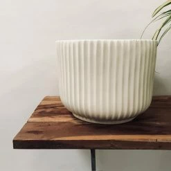 Exotic Flora Pheonix - Ivory