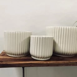 Exotic Flora Pheonix - Ivory