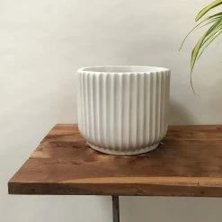 Exotic Flora Pheonix - Ivory