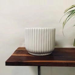 Exotic Flora Pheonix - White