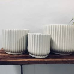 Exotic Flora Pheonix - White