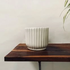 Exotic Flora Pheonix - White