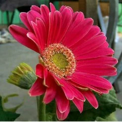 Exoticflora All Flowering Plants Gerbera Plant Dark Pink - Top Bed Room