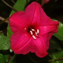 Exoticflora Creepers & Climbers Flowering Cardinal Creeper(Ipomoea Horsfalliae) - Creepers & Climbers