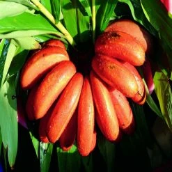 Exoticflora Exotic Fruit Plants Red Banana/Red Chakrakeli - Fruit Plants & Tree