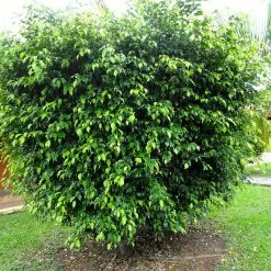 Exoticflora Ficus Benjamina Blackie - Indoor/Outdoor Plants Indoor Plants