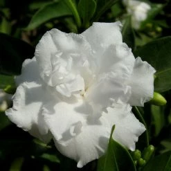 Exoticflora Tagar Double Frills - Flowering Shrubs Year Round Flowering Plants