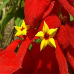 Exoticflora Mussaenda Red - Flowering Shrubs