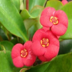 Exoticflora Euphorbia Milii/Crown Of Thorns New Hybrids Pink - Cacti & Succulant Flowering Plants For Balcony