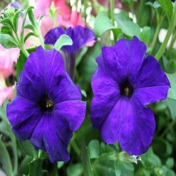 Exoticflora All Flowering Plants Petunia Purple - SEASONALS