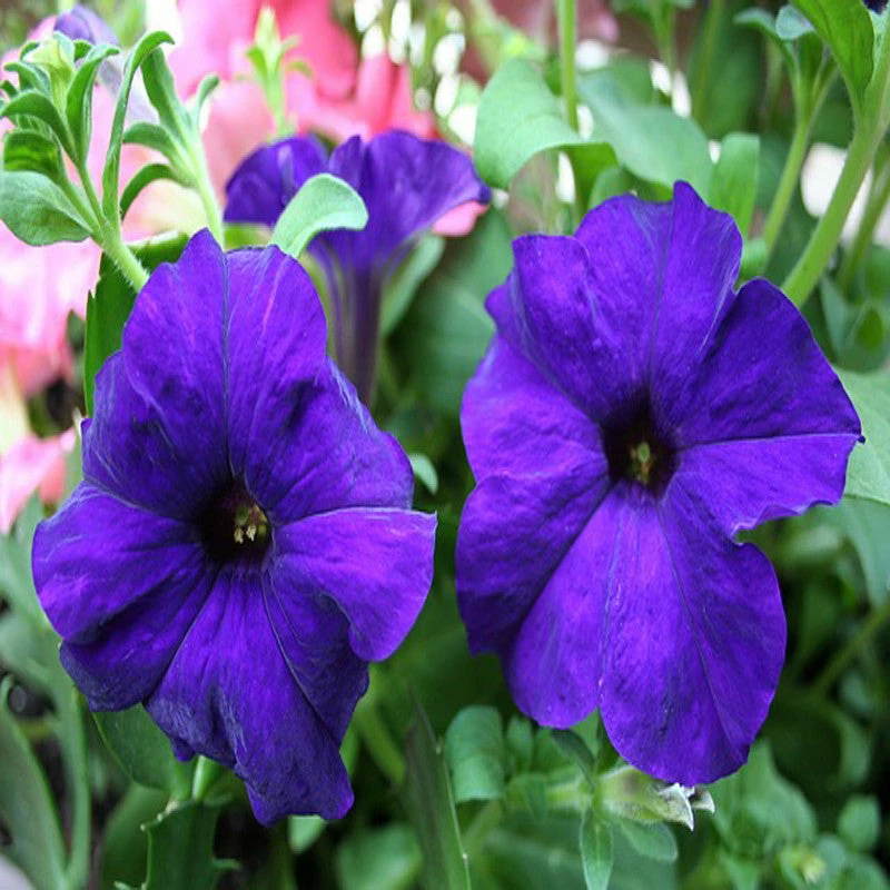 Exoticflora All Flowering Plants Petunia Purple - SEASONALS 1 Exoticflora All Flowering Plants Petunia Purple - SEASONALS