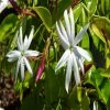 Exoticflora Creepers & Climbers Flowering Angel Wing Jasmine - Creepers & Climbers