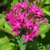 Exoticflora Year Round Flowering Plants Pentas Dark Pink - Flowering Plants