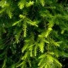 Exoticflora Golden Bottle Brush - Avenue Trees All Flowering Plants