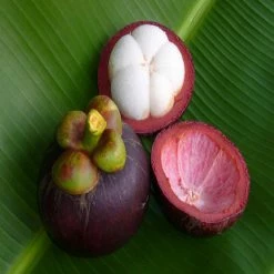 Exoticflora Mangosteen / Garcinia Mangostana - Fruit Plants & Tree Exotic Fruit Plants