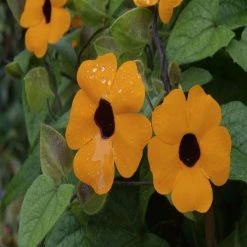 Exoticflora Thunbergia Alata/Black-Eyed Susan- Creepers & Climbers