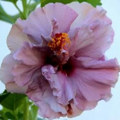 Exoticflora Hibiscus Purple DOUBLE - Flowering Shrubs