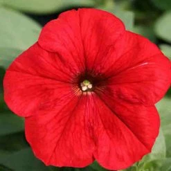 Exoticflora All Flowering Plants Petunia Red - SEASONALS