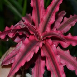 Exoticflora Cryptanthus Red - Indoor Plants