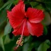 Exoticflora Hibiscus Red Desi - Flowering Plants