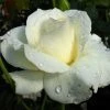 Exoticflora Perfuming Flowering Plants Rosa White Success - Flowering Shrubs