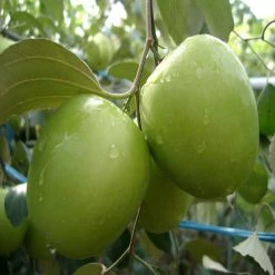 Exoticflora Indian Jujube Apple(Grafted) -Fruit Plants & Tree