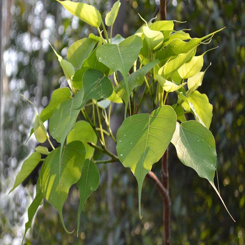 Exoticflora Ficus Religiosa/Peepal Tree - Avenue Trees 1 Exoticflora Ficus Religiosa/Peepal Tree - Avenue Trees