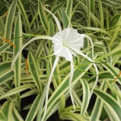 Exoticflora Year Round Flowering Plants Variegated Spider Lily - Flowering Plants