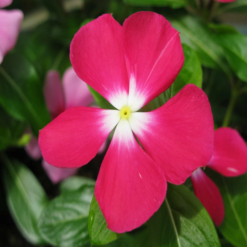 Exoticflora Periwinkle Pink- SEASONALS Year Round Flowering Plants 1 Exoticflora Periwinkle Pink- SEASONALS Year Round Flowering Plants