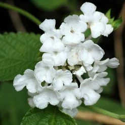 Exoticflora Lantana White - Flowering Shrubs Year Round Flowering Plants