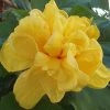 Exoticflora Year Round Flowering Plants Hibiscus Yellow DOUBLE - Flowering Shrubs