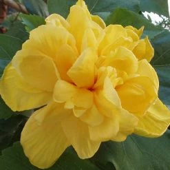 Exoticflora Year Round Flowering Plants Hibiscus Yellow DOUBLE - Flowering Shrubs