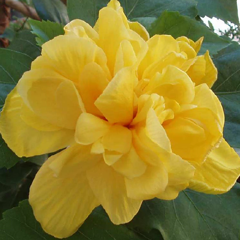 Exoticflora Year Round Flowering Plants Hibiscus Yellow DOUBLE - Flowering Shrubs 1 Exoticflora Year Round Flowering Plants Hibiscus Yellow DOUBLE - Flowering Shrubs