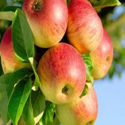 Exoticflora Grafted Fruit Plants Apple Gold (Grafted) - Fruit Plants & Tree