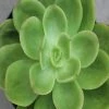 Exoticflora Indoor Plants Echeveria Green Spoon -Gift Plants
