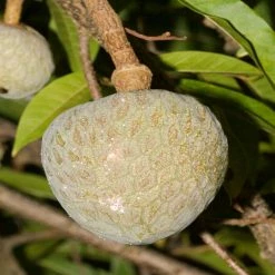 Exoticflora Bullock Heart/Ramphal (Grafted)- Fruit Plants & Tree