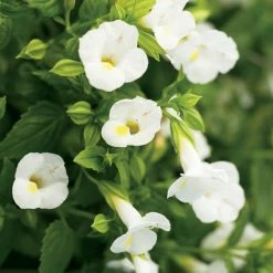 Exoticflora All Flowering Plants Torenia White- SEASONALS