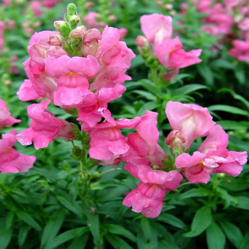 Exoticflora Antirrhinum Pink- SEASONALS Perfuming Flowering Plants 1 Exoticflora Antirrhinum Pink- SEASONALS Perfuming Flowering Plants