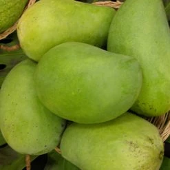 Exoticflora Mango Pedda Rasam(Grafted) - Fruit Plants & Tree