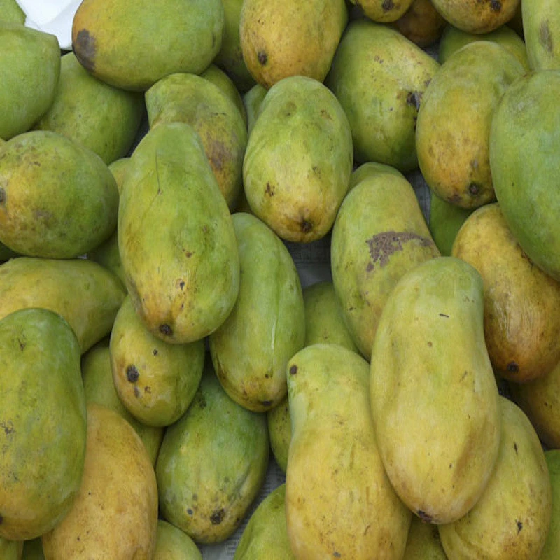 Exoticflora Mango Cherukurasam(Grafted)- Fruit Plants & Tree 1 Exoticflora Mango Cherukurasam(Grafted)- Fruit Plants & Tree