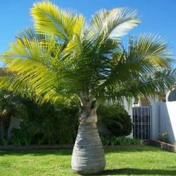 Exoticflora Champagne Palm - Palms