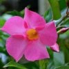 Exoticflora Creepers & Climbers Flowering Mandevilla Pink Single - Creepers & Climbers