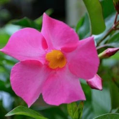 Exoticflora Creepers & Climbers Flowering Mandevilla Pink Single - Creepers & Climbers