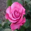 Exoticflora Floribunda Rose - Flowering Shrubs Year Round Flowering Plants