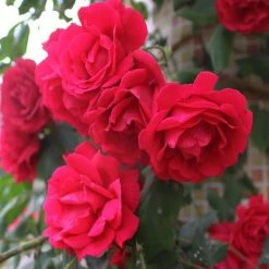 Exoticflora Thornless Rose - Flowering Plants Perfuming Flowering Plants 5 Exoticflora Thornless Rose - Flowering Plants Perfuming Flowering Plants